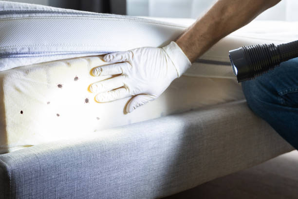 Best Wasp Removal Services  in Energy, IL