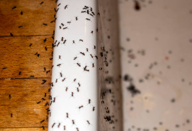 Best Pest Prevention Services  in Energy, IL